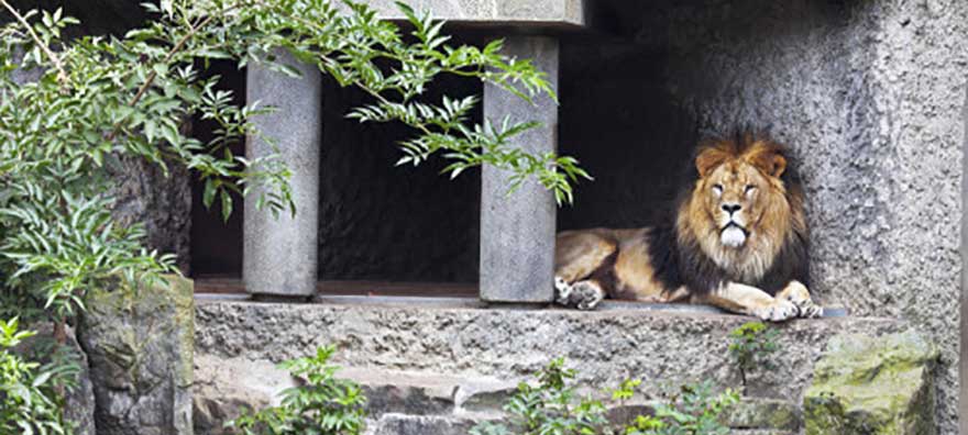 Dubai Zoo